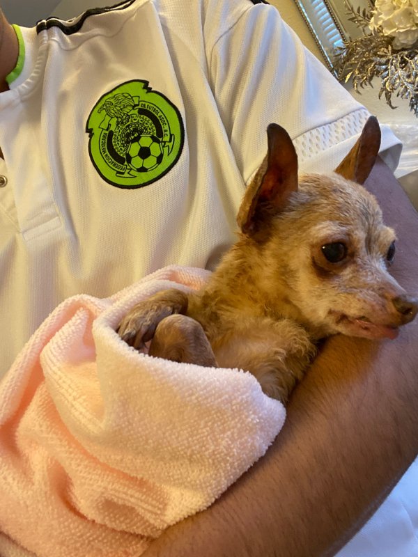 Safe Chihuahua in Menlo Park, CA