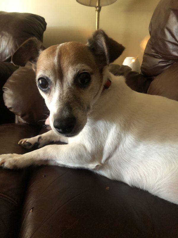 Safe Jack Russell Terrier in Columbus, OH