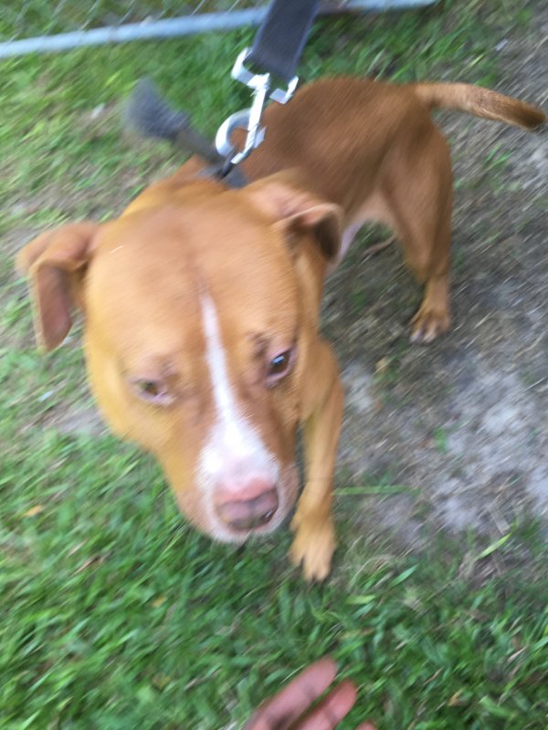 Safe Pit Bull in Rocky Mount, NC