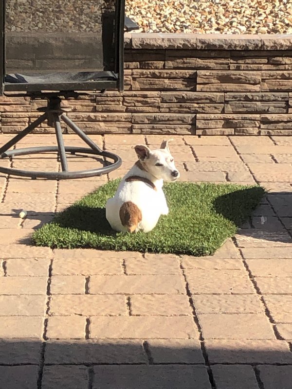 Safe Jack Russell Terrier in Mesa, AZ