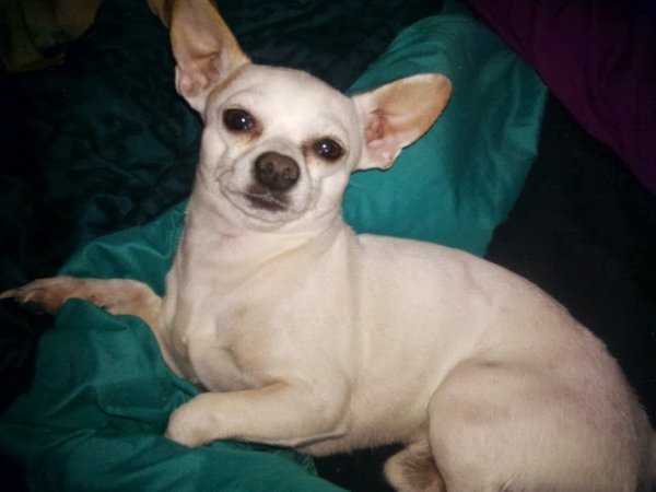 Safe Chihuahua in Ontario, CA