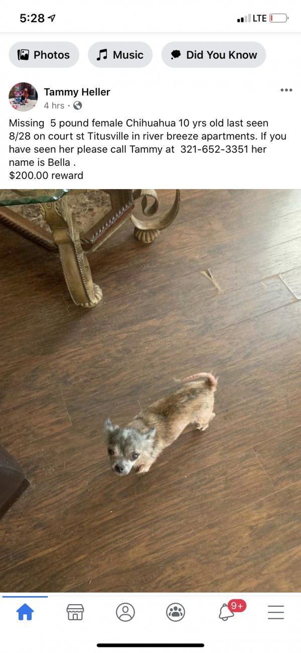 Safe Chihuahua in Titusville, FL