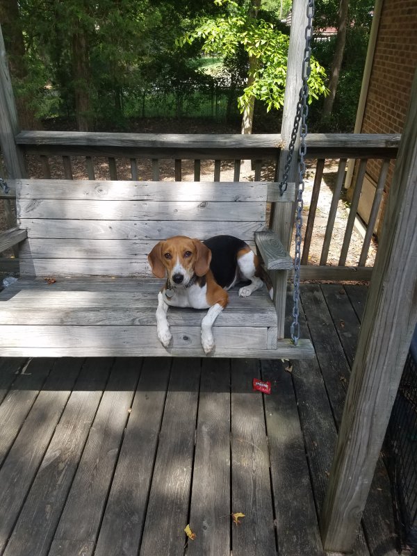 Safe Treeing Walker Coonhound in Cary, NC