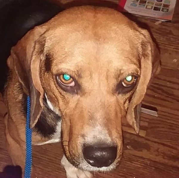 Safe Beagle in Knoxville, TN