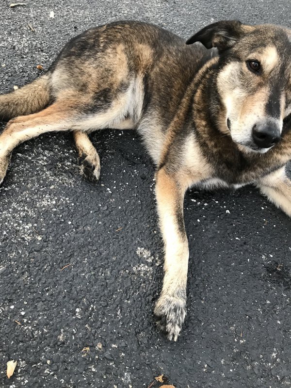 Safe German Shepherd Dog in Bunker Hill, IN
