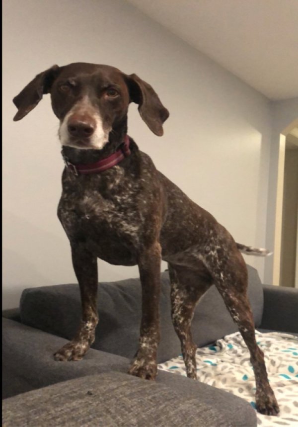 Safe German Shorthaired Pointer in Coatesville, PA US