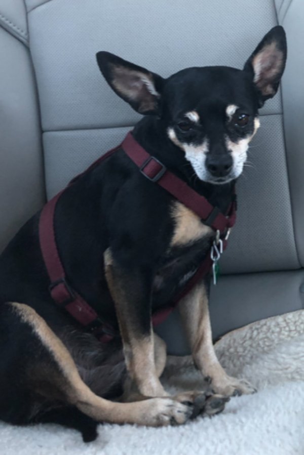 Safe Chihuahua in McKinney, TX