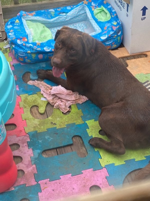 Safe Labrador Retriever in Montezuma, GA