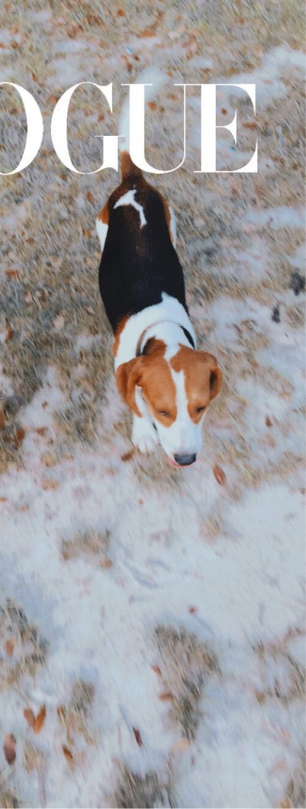 Safe Beagle in Bonifay, FL