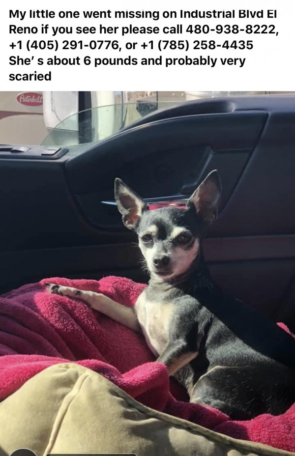 Safe Chihuahua in El Reno, OK