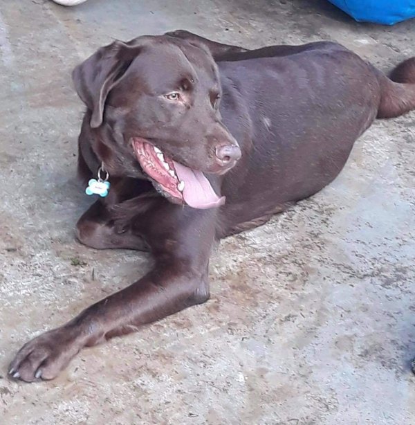 Safe Labrador Retriever in Chehalis, WA
