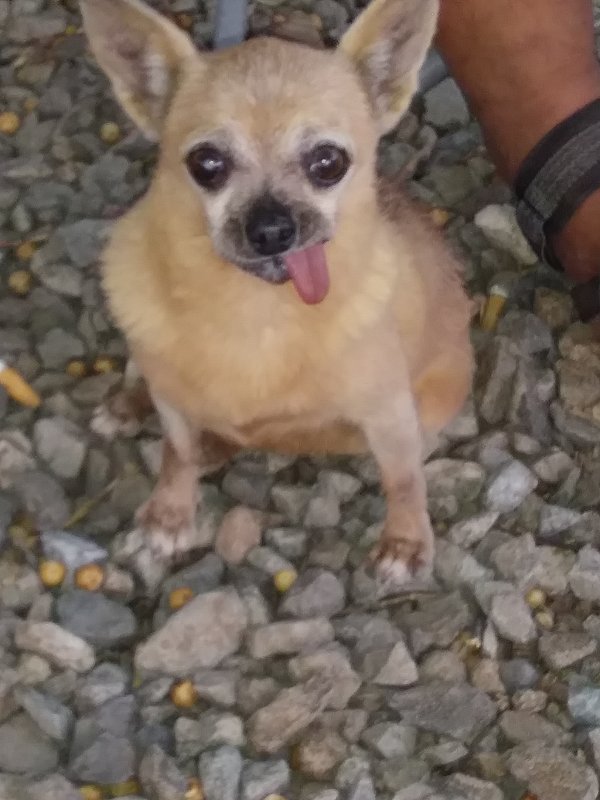 Safe Chihuahua in Hesperia, CA