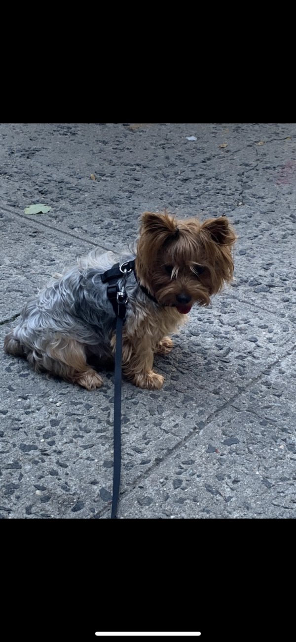 Safe Yorkshire Terrier in Bronx, NY