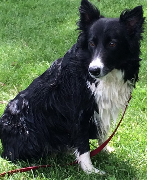 Safe Border Collie in Granby, CT