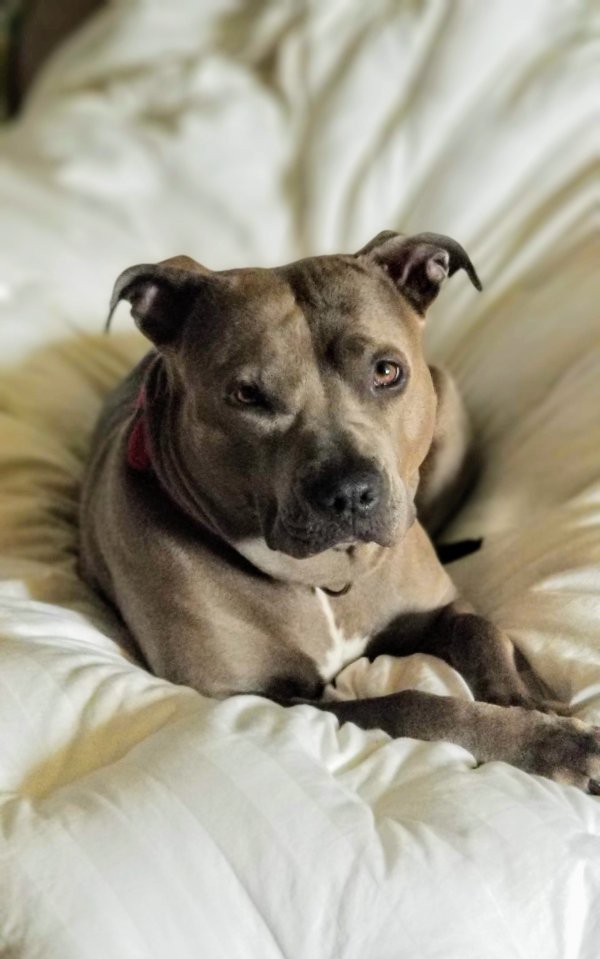Safe American Staffordshire Terrier in Duluth, MN