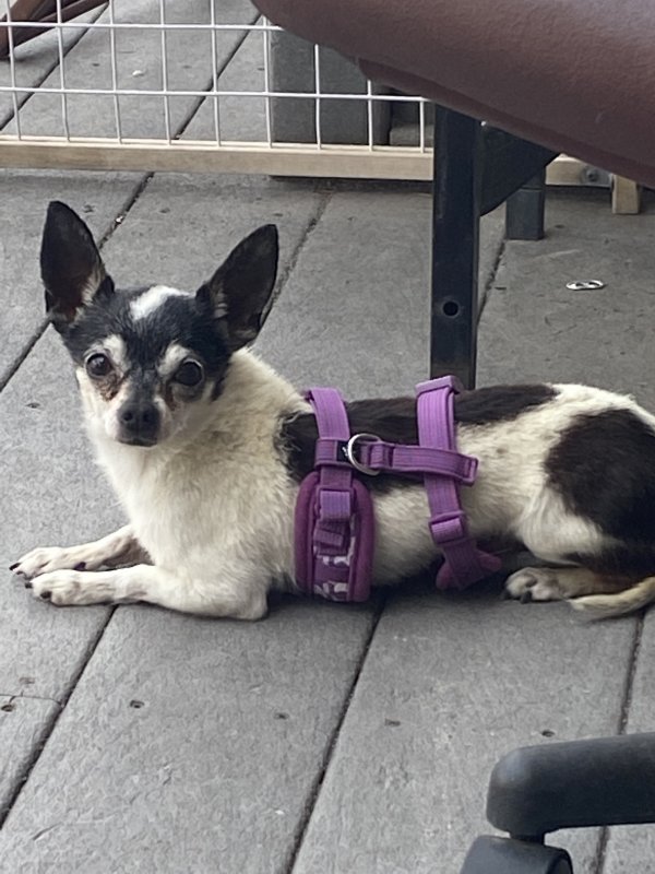 Safe Chihuahua in Boulder, CO
