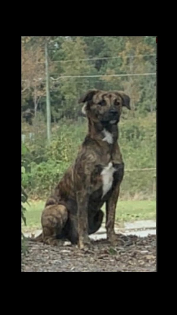Safe Mutt in Chattanooga, TN