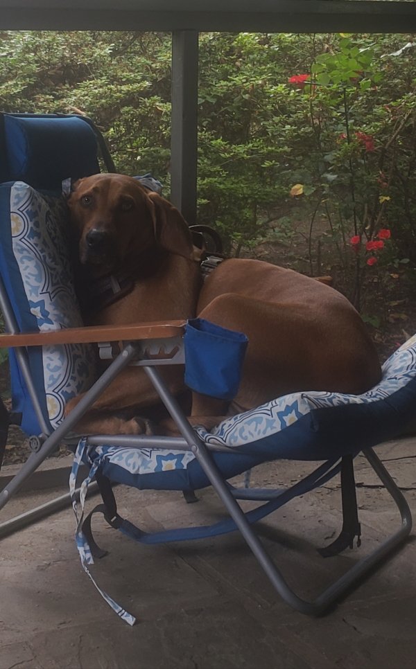 Safe Redbone Coonhound in Elkins Park, PA