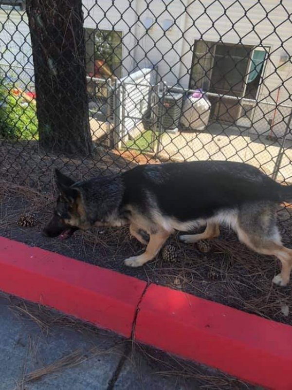 Safe German Shepherd Dog in La Mesa, CA