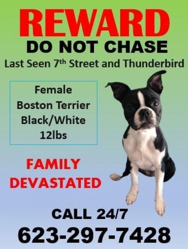 Safe Boston Terrier in Phoenix, AZ