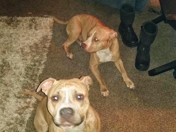 Safe Pit Bull in Marshall, TX