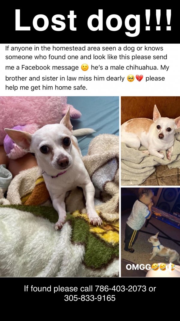 Safe Chihuahua in Homestead, FL