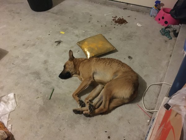Safe Dog in Houston, TX