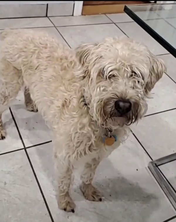 Safe Soft Coated Wheaten Terrier in Central Islip, NY