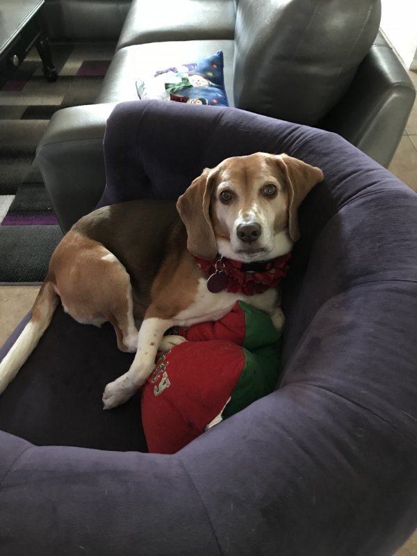 Safe Beagle in Land O Lakes, FL