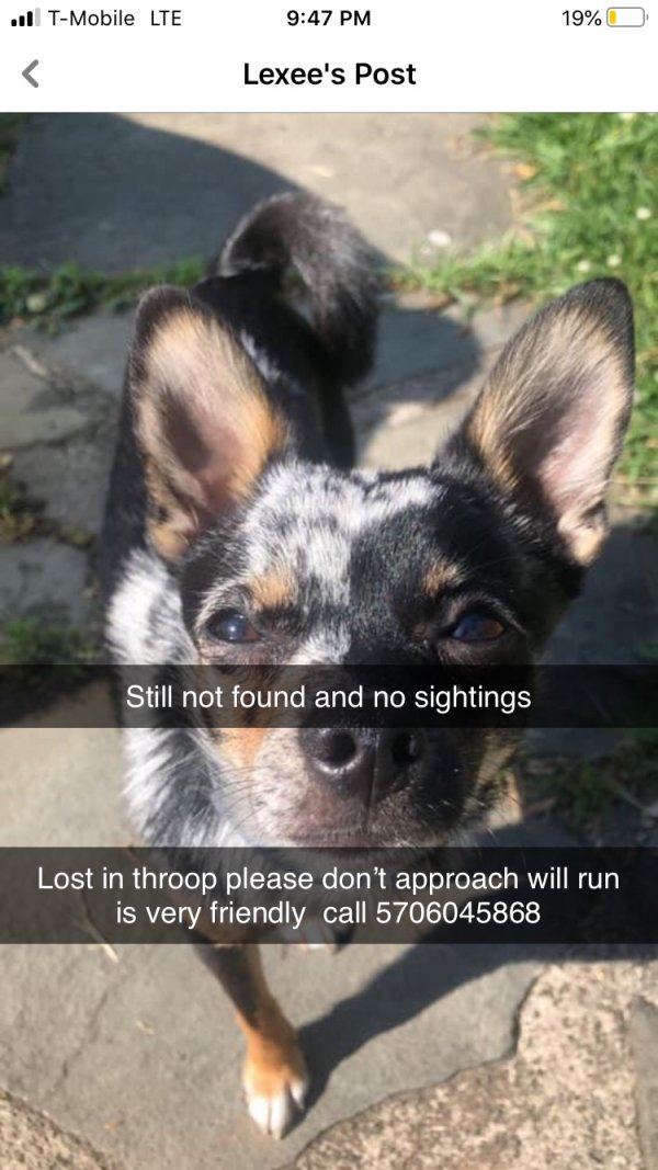 Safe Chihuahua in Scranton, PA