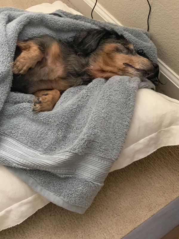 Safe Dachshund in Brentwood, CA