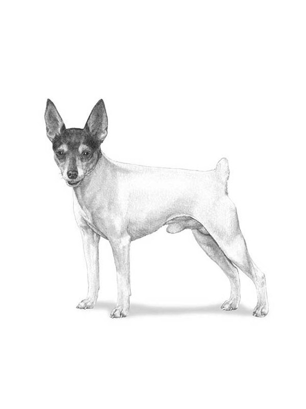 Safe Toy Fox Terrier in Youngstown, OH