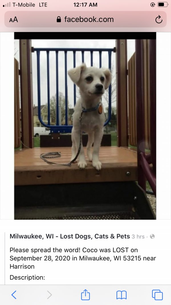 Safe Dog in Milwaukee, WI