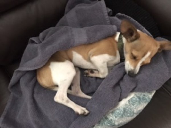 Safe Chihuahua in Lake Helen, FL