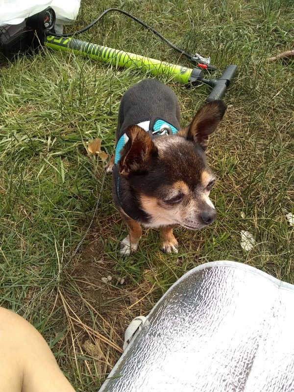 Safe Chihuahua in Tieton, WA