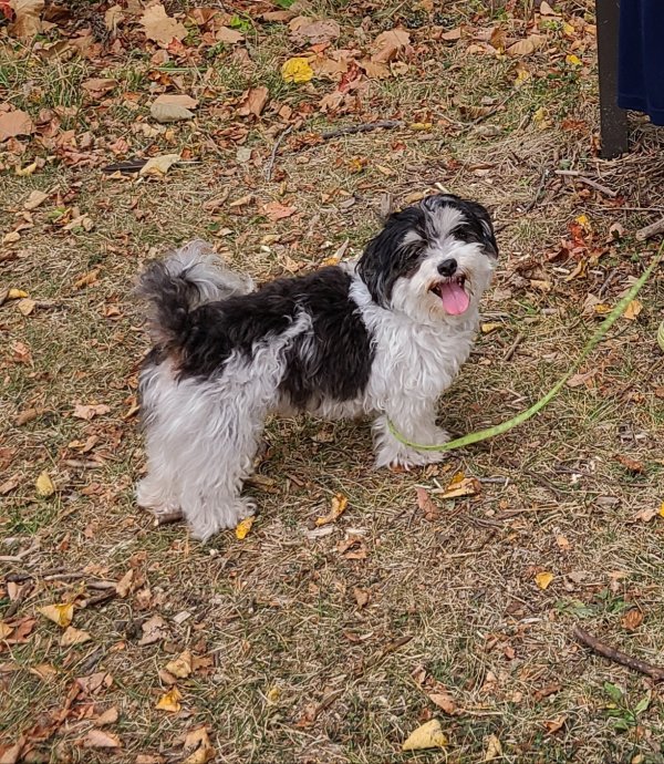 Safe Havanese in Waterville, PA