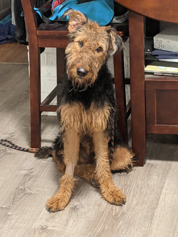 Safe Airedale Terrier in Bronx, NY