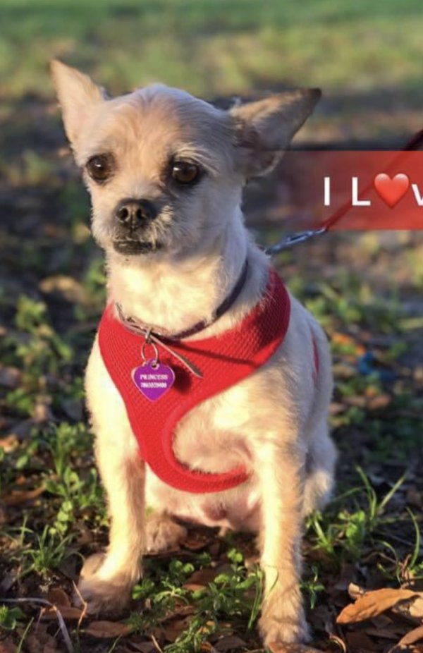Safe Chihuahua in Opa Locka, FL