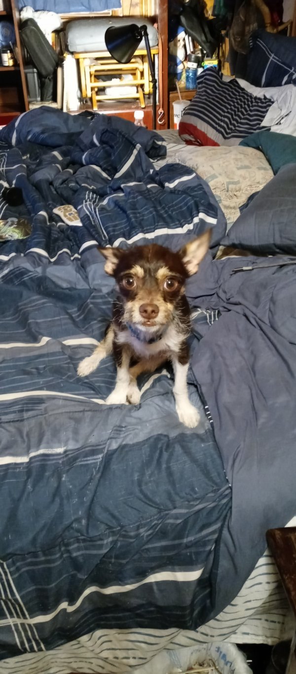 Safe Chihuahua in Kansas City, MO