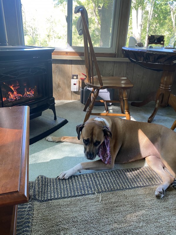 Safe Boxer in Brooktondale, NY