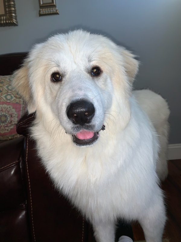Safe Great Pyrenees in Charlotte, NC