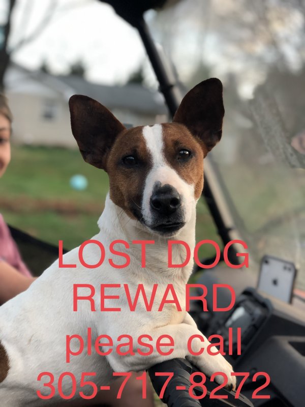 Safe Jack Russell Terrier in Statesville, NC