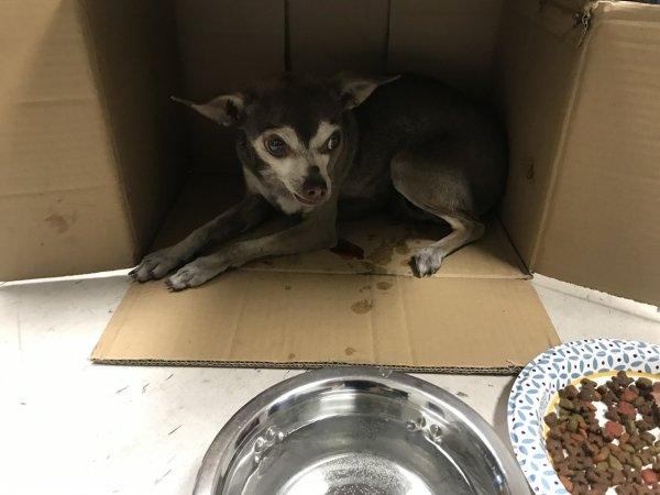 Safe Chihuahua in Azusa, CA