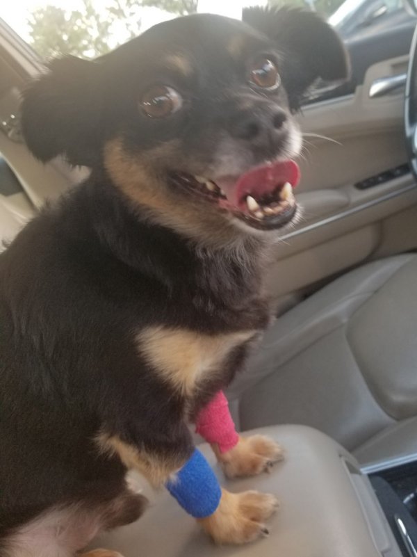 Safe Chihuahua in Powder Springs, GA