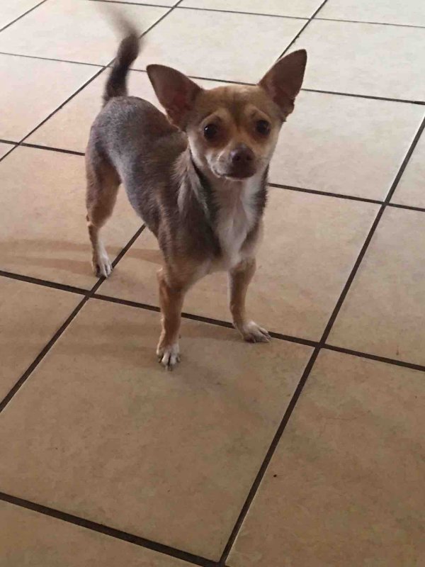 Safe Chihuahua in Oxford, FL