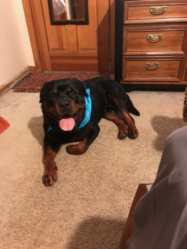 Safe Rottweiler in Raleigh, NC