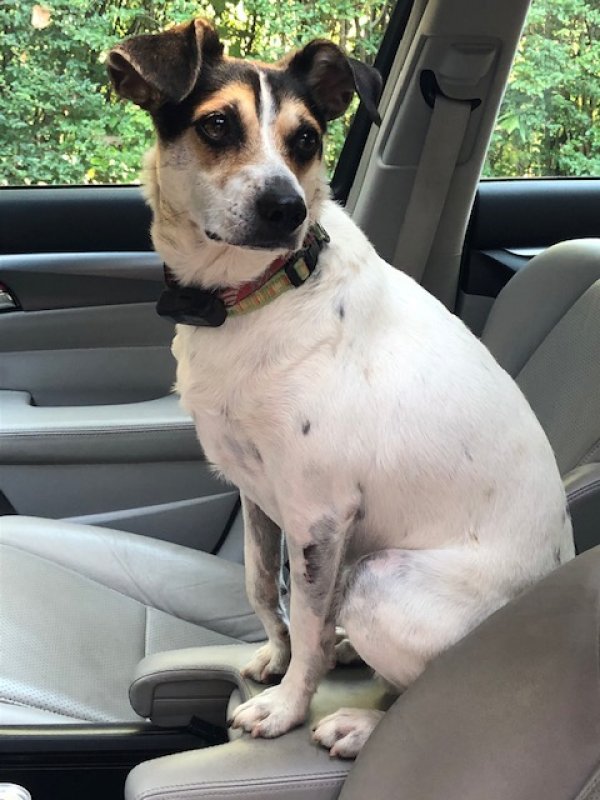 Safe Jack Russell Terrier in Atlanta, GA