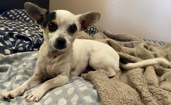 Safe Chihuahua in Rancho Cordova, CA