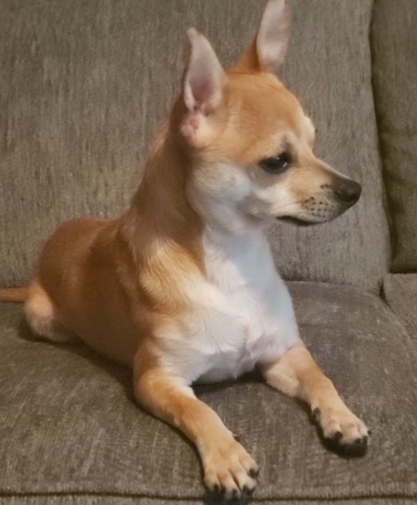 Safe Chihuahua in Morrow, GA