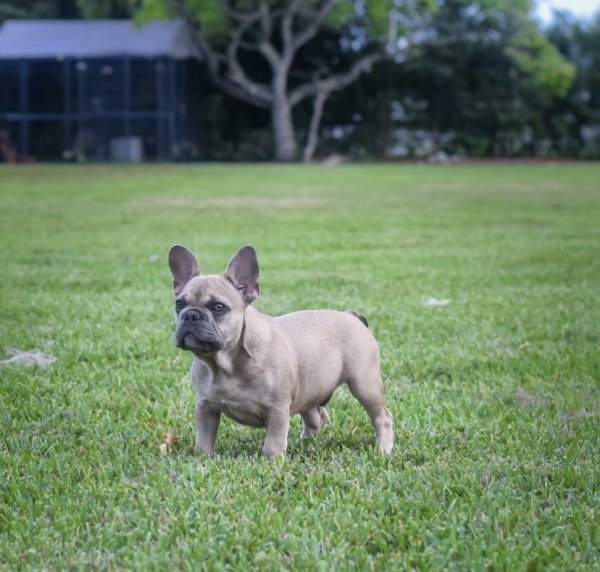 Safe French Bulldog in Fort Lauderdale, FL